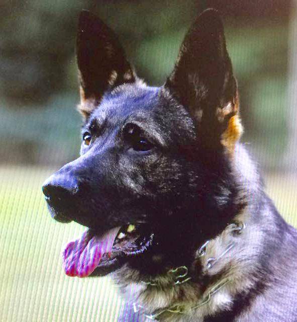 Schäferhund Aras von Frank Heghmans Kopf des Schäferhund Aras, Hintergrund Natur unscharf