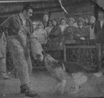 Demonstration Training Schutzhund auf unserem Platz